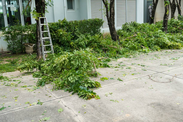 Emergency Storm Tree Removal in Southeast Arcadia, FL